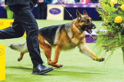 what is vatican city's national animal|Dog Show 101: What’s what at the Westminster Kennel Club.